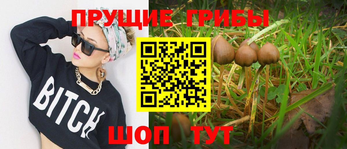 Псилоцибиновые грибы мицелий Алейск